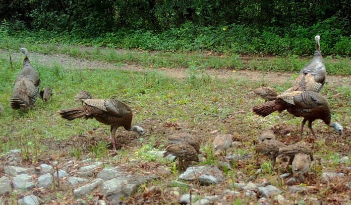 Turkey hens - poults 26