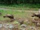 Rainer: WFF asks public for assistance with wild turkey brood survey