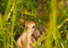 Rainer: WFF asks public for assistance with wild turkey brood survey