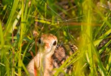 Rainer: WFF asks public for assistance with wild turkey brood survey