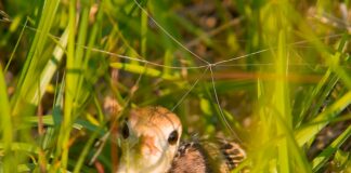 Rainer: WFF asks public for assistance with wild turkey brood survey