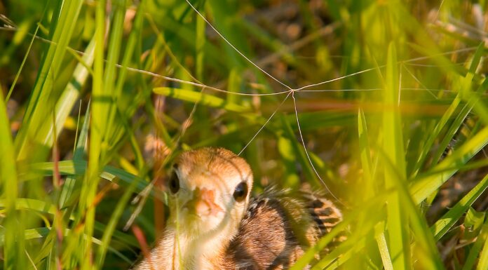 Rainer: WFF asks public for assistance with wild turkey brood survey