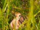 Rainer: WFF asks public for assistance with wild turkey brood survey