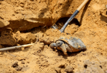 Rainer: WFF, 68 Ventures team up to relocate gopher tortoises