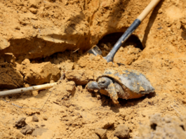 Rainer: WFF, 68 Ventures team up to relocate gopher tortoises
