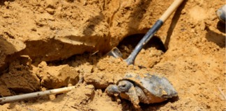 Rainer: WFF, 68 Ventures team up to relocate gopher tortoises