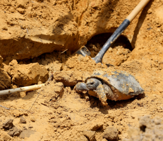 Rainer: WFF, 68 Ventures team up to relocate gopher tortoises