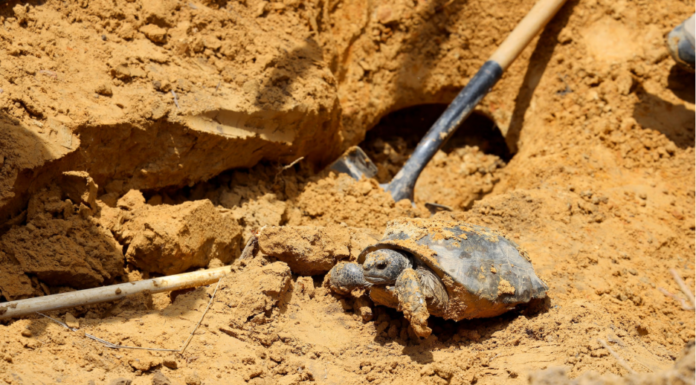 Rainer: WFF, 68 Ventures team up to relocate gopher tortoises