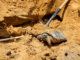 Rainer: WFF, 68 Ventures team up to relocate gopher tortoises