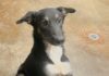 Pet of the Week: Minnie, a diamond in the roughÂ