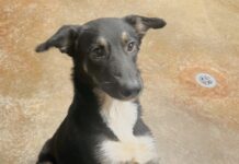 Pet of the Week: Minnie, a diamond in the rough