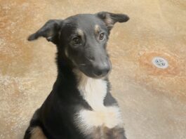 Pet of the Week: Minnie, a diamond in the rough