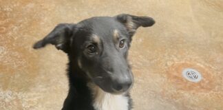 Pet of the Week: Minnie, a diamond in the roughÂ