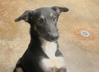 Pet of the Week: Minnie, a diamond in the rough