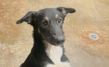Pet of the Week: Minnie, a diamond in the roughÂ