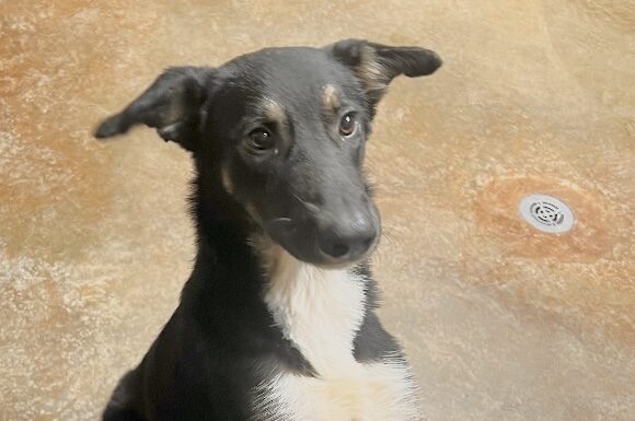 Pet of the Week: Minnie, a diamond in the rough
