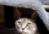 Pet of the Week: Gideon, a proper gentleman with extra toes and an extraordinary heart