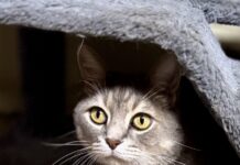 Pet of the Week: Gideon, a proper gentleman with extra toes and an extraordinary heartÂ