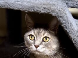 Pet of the Week: Gideon, a proper gentleman with extra toes and an extraordinary heart