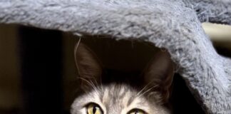 Pet of the Week: Gideon, a proper gentleman with extra toes and an extraordinary heartÂ