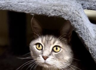 Pet of the Week: Gideon, a proper gentleman with extra toes and an extraordinary heart