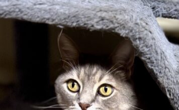 Pet of the Week: Gideon, a proper gentleman with extra toes and an extraordinary heartÂ