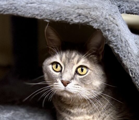 Pet of the Week: Gideon, a proper gentleman with extra toes and an extraordinary heart