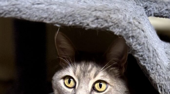 Pet of the Week: Gideon, a proper gentleman with extra toes and an extraordinary heart
