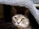 Pet of the Week: Gideon, a proper gentleman with extra toes and an extraordinary heart
