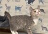 Pet of the Week: Dusty Rose is a playful little climber with a cuddly side