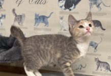 Pet of the Week: Dusty Rose is a playful little climber with a cuddly sideÂ