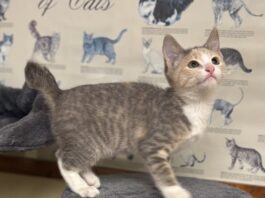 Pet of the Week: Dusty Rose is a playful little climber with a cuddly side