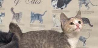 Pet of the Week: Dusty Rose is a playful little climber with a cuddly sideÂ