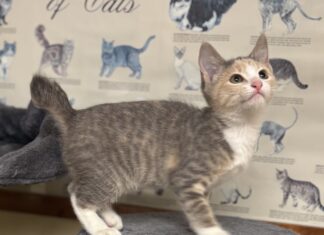 Pet of the Week: Dusty Rose is a playful little climber with a cuddly side