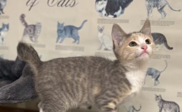 Pet of the Week: Dusty Rose is a playful little climber with a cuddly sideÂ