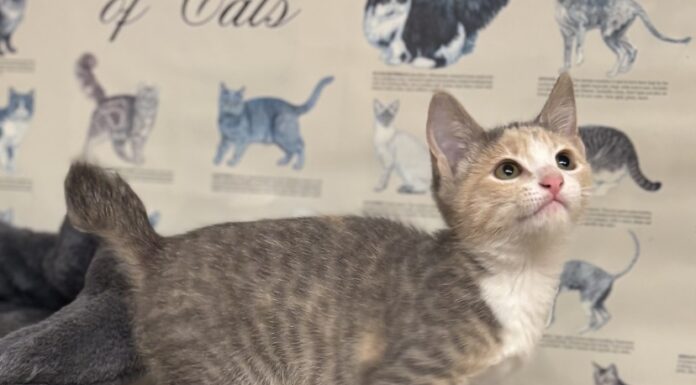 Pet of the Week: Dusty Rose is a playful little climber with a cuddly side