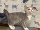Pet of the Week: Dusty Rose is a playful little climber with a cuddly side