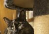 Pet of the Week: Macie Moo is a priceless companion