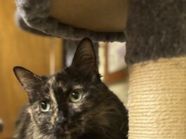 Pet of the Week: Macie Moo is a priceless companion
