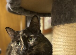 Pet of the Week: Macie Moo is a priceless companion