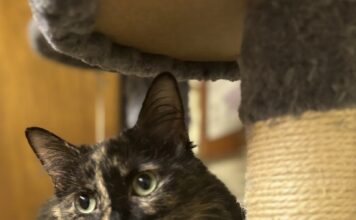 Pet of the Week: Macie Moo is a priceless companion