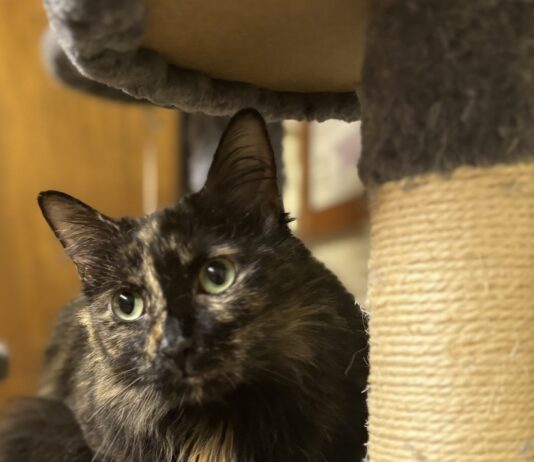 Pet of the Week: Macie Moo is a priceless companion