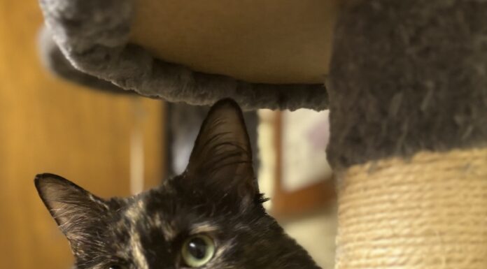 Pet of the Week: Macie Moo is a priceless companion