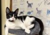 Pet of the Week: Sambo ready to be the star of your familyÂ