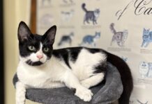 Pet of the Week: Sambo ready to be the star of your family