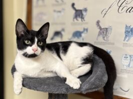 Pet of the Week: Sambo ready to be the star of your family