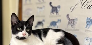 Pet of the Week: Sambo ready to be the star of your familyÂ