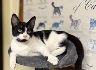 Pet of the Week: Sambo ready to be the star of your family