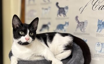 Pet of the Week: Sambo ready to be the star of your familyÂ