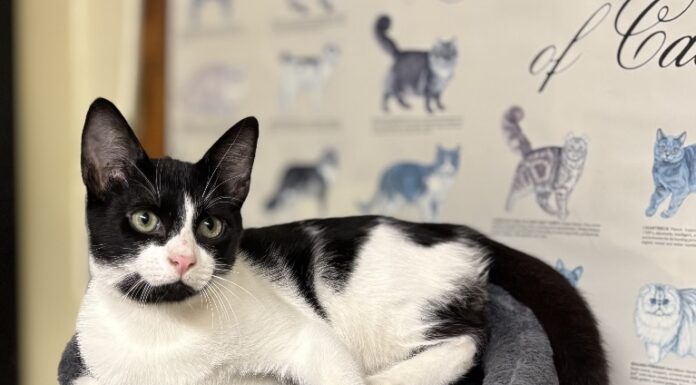 Pet of the Week: Sambo ready to be the star of your family